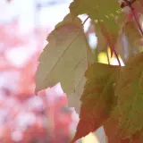 Maple