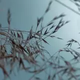 Synthy