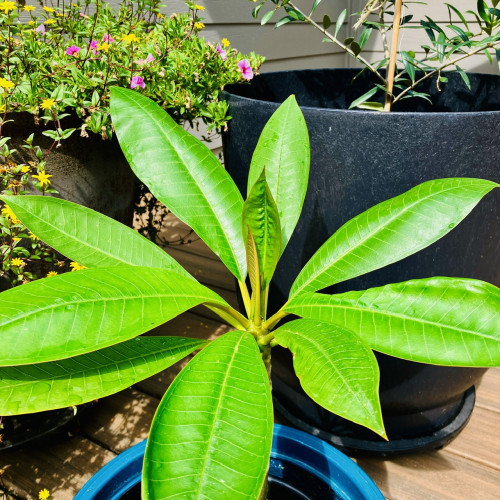 Plumeria leaves in a small pot