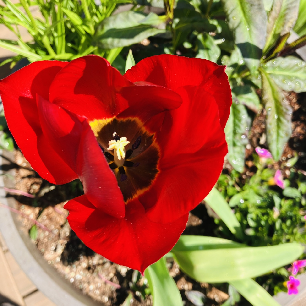 Tulip